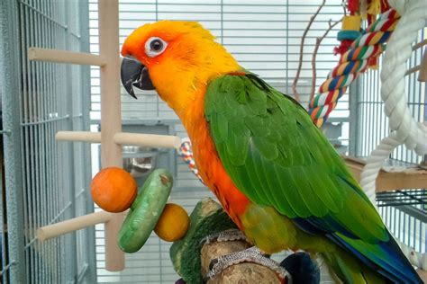 Thief caught on video running off with $2,400 parrot inside its cage
